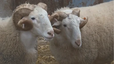 Koç Piyasasında Şok Fiyatlar! Türkiye'nin En Değerli Koçları Sizleri Bekliyor!